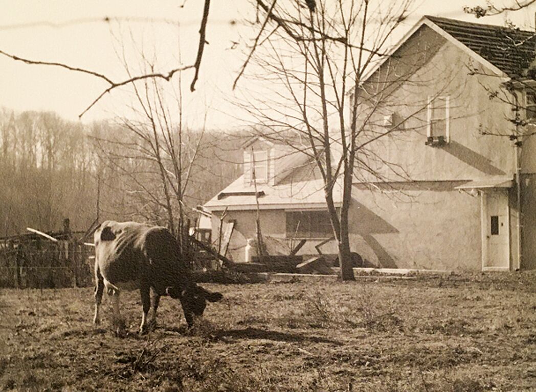 Cow